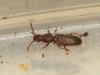 Oryzaephilus surinamensis